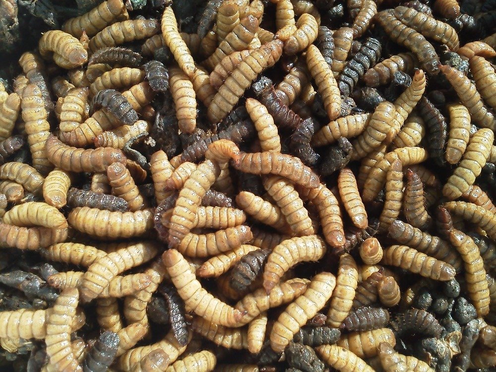 Black Soldier Fly Larva Meal (Maggots) | Afrimash.com - Nigeria